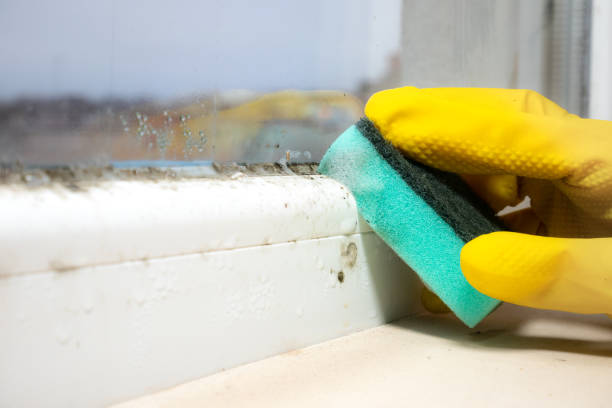 Best Mold Cleaning Services  in Wilmington, NC