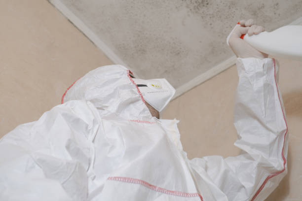 Professional Mold Removal in Wilmington, NC