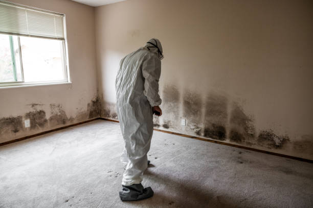 Mold Testing and Removal in Wilmington, NC