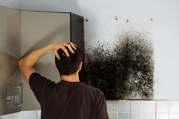 Best Attic Mold Removal  in Wilmington, NC