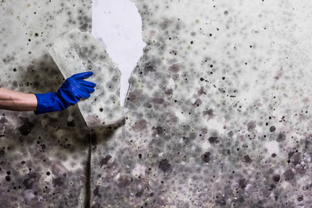 Best Office Mold Removal Services  in Wilmington, NC