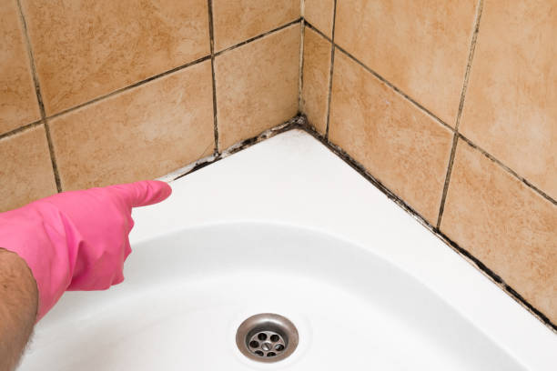 Best Mold Damage Repair  in Wilmington, NC